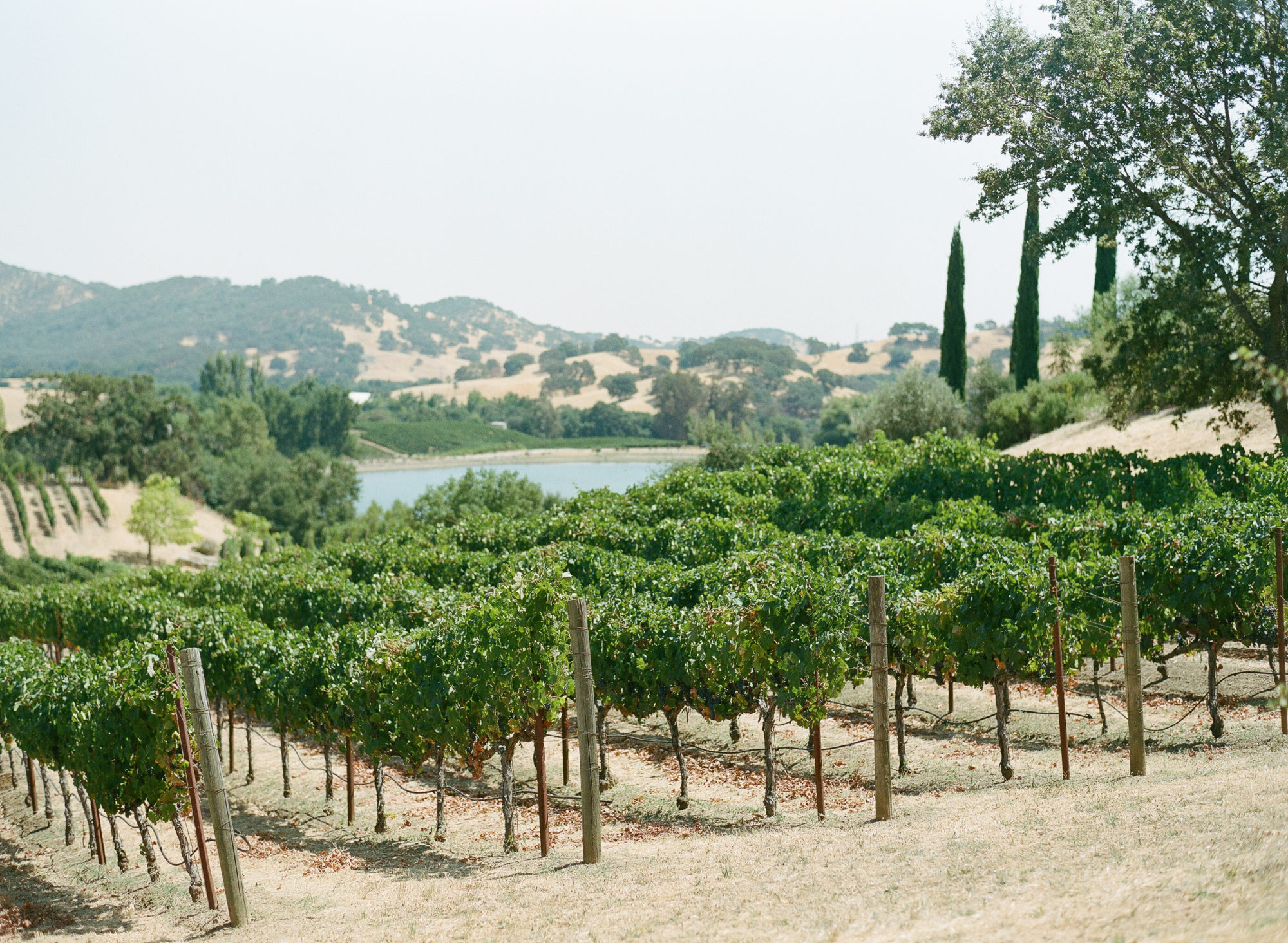 Our vineyard in Gordon Valley.